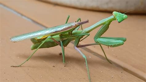 This is what happens to male praying mantis after mating. : r ...