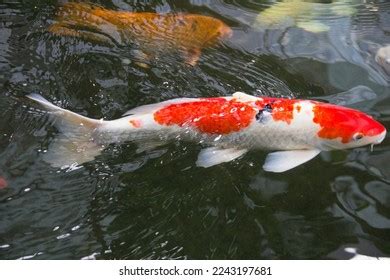 Sanke Taisho Sanshoku Similar Kohaku Koi Stock Photo