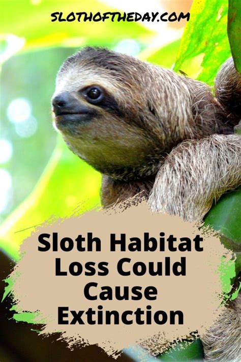 Sloth Habitat Loss Could Cause Sloth Extinction - Sloth Of The Day