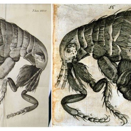 Robert Hooke, Flea from Micrographia, 1665, copperplate print (left).... | Download Scientific ...