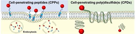 Cellpenetrating Peptides And Polymers For Improved Drug Delivery Gui