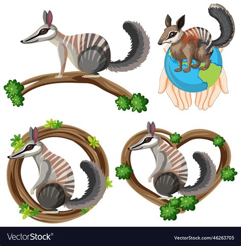 Set Of Numbat Cartoon Character Royalty Free Vector Image