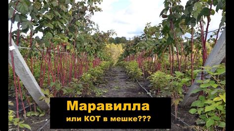 Малина Маравилла или КОТ в мешке??? Часть 1 - YouTube