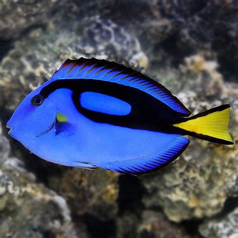 Blue Tang Paracanthurus Hepatus Is A Species Of Indo Pacific