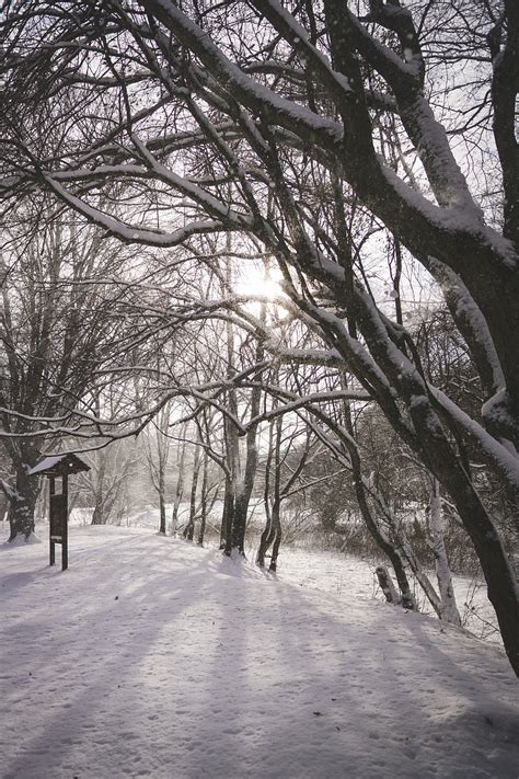 Winter Landscape January Tour - Free photo on Pixabay - Pixabay