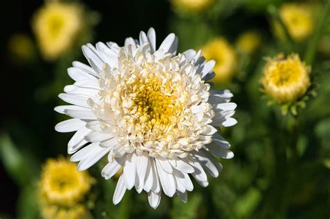 Aster Flower Plant White - Free photo on Pixabay