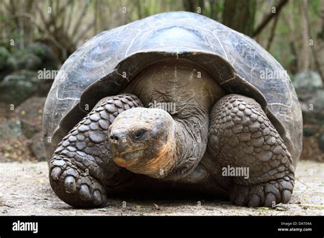 La tortuga de Galápagos la tortuga gigante Chelonoidis nigra Isla