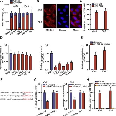 Snhg Mir P Bsg Axis Contributed To Nsclc Cell Growth A Cck