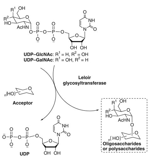 Enzymatic Route To Preparative Scale Synthesis Of Udp Glcnac Galnac Their Analogues And Gdp