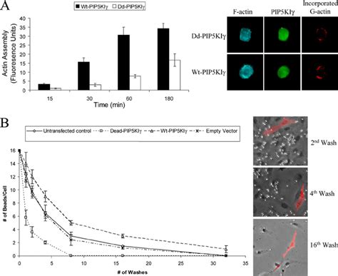 Pip Ki Mediated Pip Formation Required For N Cadherin Localized