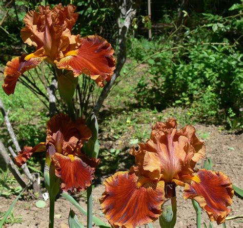 Photo Of The Entire Plant Of Tall Bearded Iris Iris Rustler Posted