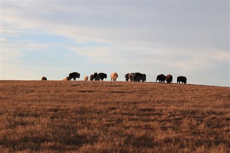 Great White Buffalo Stock Photo Image Of White Great 105644540