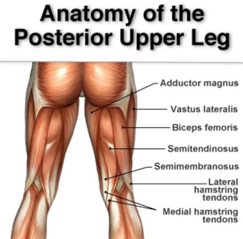 Hamstring Injuries Hawthorn Physiotherapy Clinic