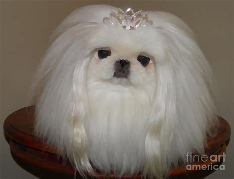 Miss Pearl White Pekingese Photograph By James Gattuso Fine Art America