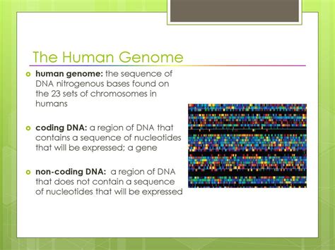 Genomes Section Ppt Download