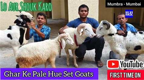 Ghar Ke Pale Hue Climate Set Goats Shouk Khatam App Lo Aur Shouk Karo