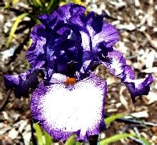 Sara S Beauty Tall Bearded Iris Nola S Iris Gardens