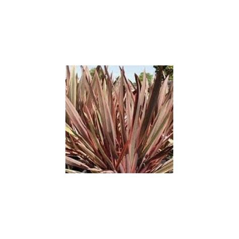 Phormium Maori Queen 3L Pot Plants From Leafy Tiger UK