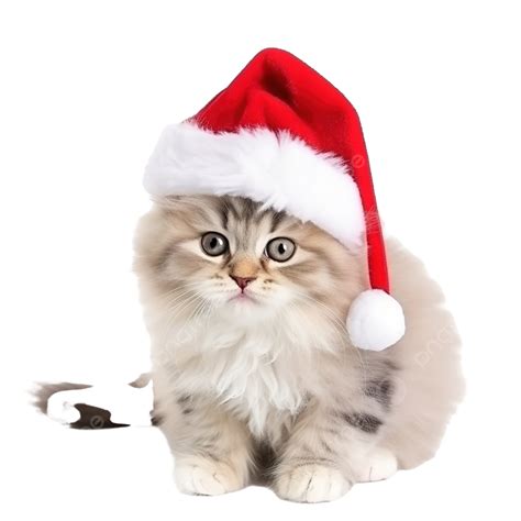 Cute Fluffy Cat With A Santa Hat And Christmas Decorations Cat Cats