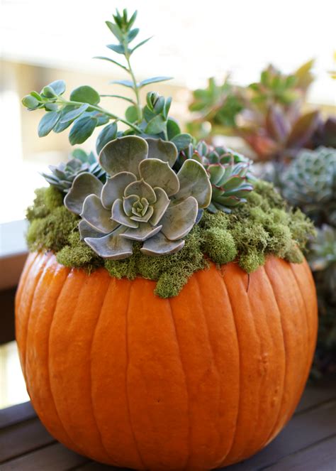 Diy Home Decor Tutorial Pumpkin Succulent Centerpiece Inspirations