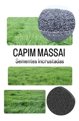 Capim Massai Kg De Sementes Incrustadas Mercadolivre