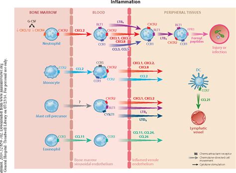 Figure From Chemokines And Chemokine Receptors Positioning Cells For