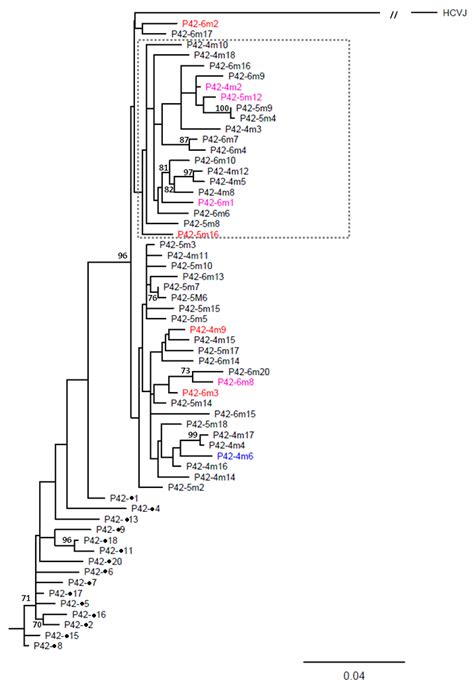 Analysis Of Hcv Quasispecies Dynamic Under Selective Pressure Of