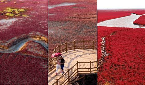 Keunikan Pantai Merah Panjin Ini Bakal Membukakan Mata Anda