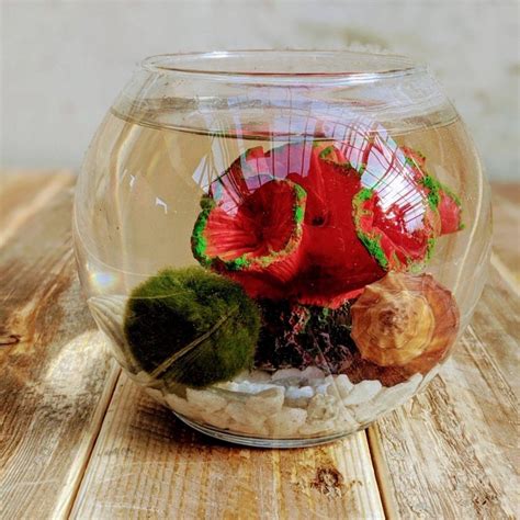 Marimo Moss Ball Terrarium Workshop Am Ted Lare Design