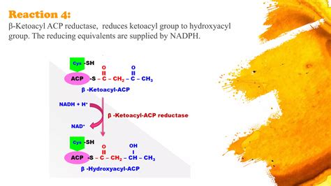 Biosynthesis Of Saturated Fatty Acid De Novo Synthesis Of Fatty Acids