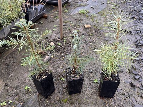 Buy Abies Concolor Seedling White Fir Conifer Kingdom