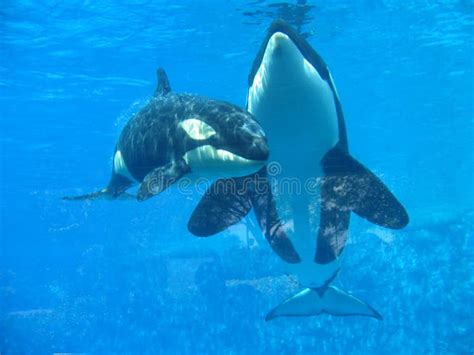 Underwater Killer Whale stock photo. Image of blue, underwater - 2616814