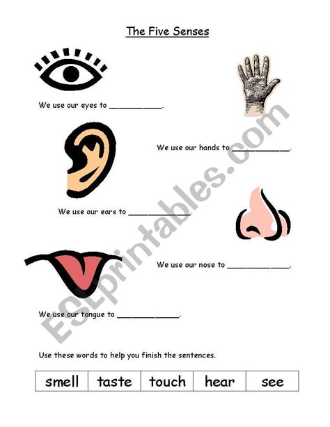 Evs Sense Organs Interactive Worksheet 5 Senses Worksheet