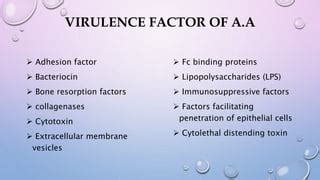 Aggregatibacter Actinomycetemcomitans | PPT