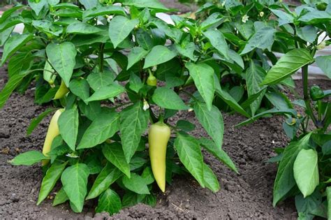 Premium Photo | Bell pepper growing in the garden isolated close up