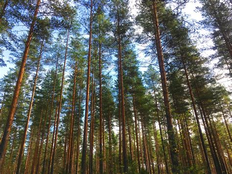 Ilmaisia Kuvia : puu, luonto, metsä, haara, kuusi, havupuu, putoava ...