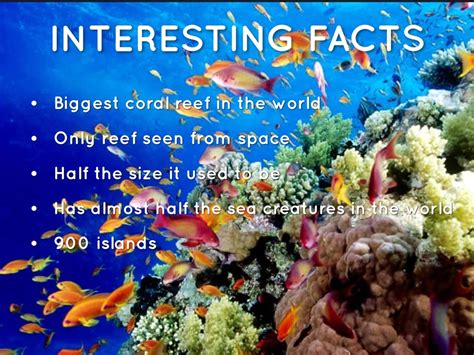 Facts About Great Barrier Reef