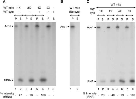 Figure From Mitochondria Export Sulfur Species Required For Cytosolic