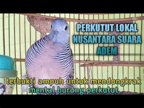 Perkutut Lokal Gacor Cocok Untuk Pancingan Burung Perkutut Yang Susah