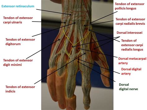 Upper Extremity Diagram Quizlet