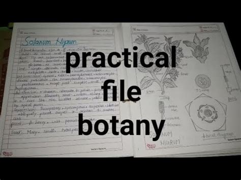 Botany Practical File Families YouTube