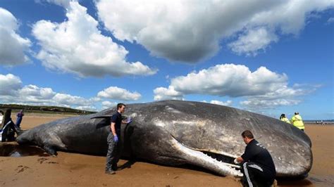 Whale Jaw Bone To Become Museum Piece Tyne Tees Itv News