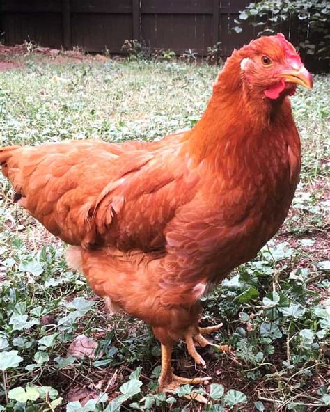 What Are Gold Sex Link Chickens A Comprehensive Guide