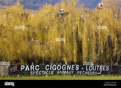 Storks Breeding Centre De Réintroduction Des Cigognes Hunawihr Alsace