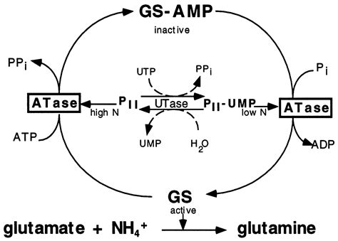 The Escherichia Coli Signal Transducers PII GlnB And GlnK Form