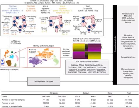 Single Cell And Bulk Transcriptome Sequencing Identifies Two Epithelial