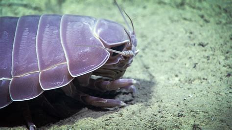 Giant Isopod This Is One Of Two Giant Isopods Bathynomous Flickr