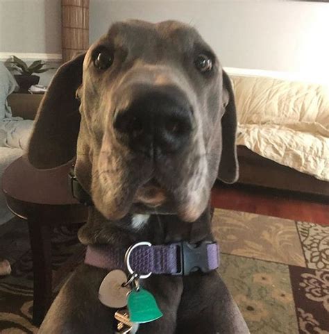 The 14 Funniest Great Dane Memes Ever Great Dane Funny Great Dane