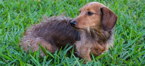 Perro Salchicha De Pelo Duro Todo Lo Que Tienes Que Saber