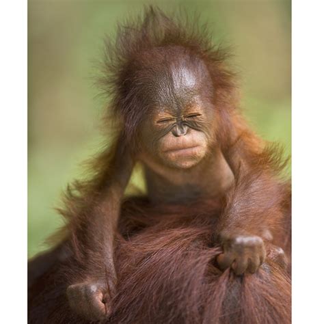 Funny Orangutan Face